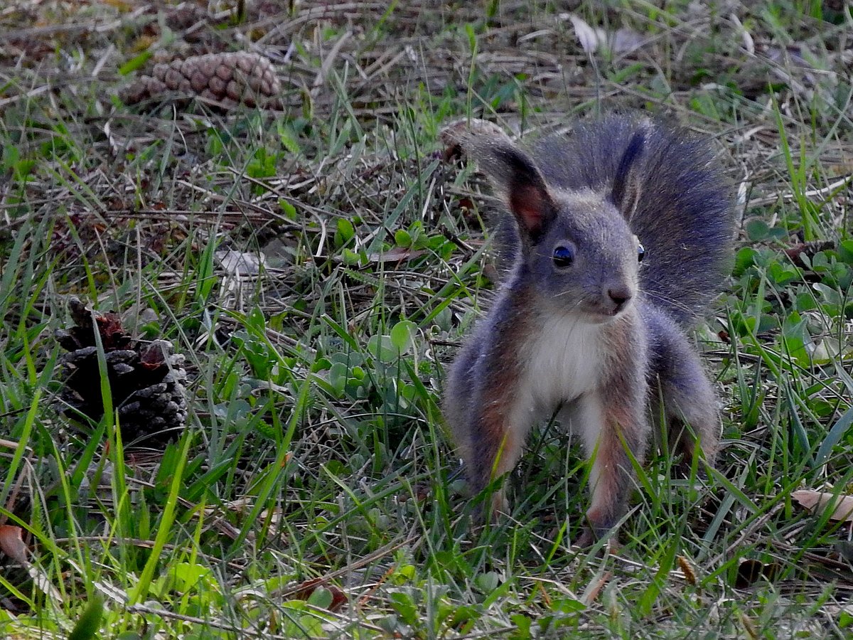 Eichhrnchen(Sciurus) ist quirlig und trotzdem achtsam auf Futtersuche; 210409