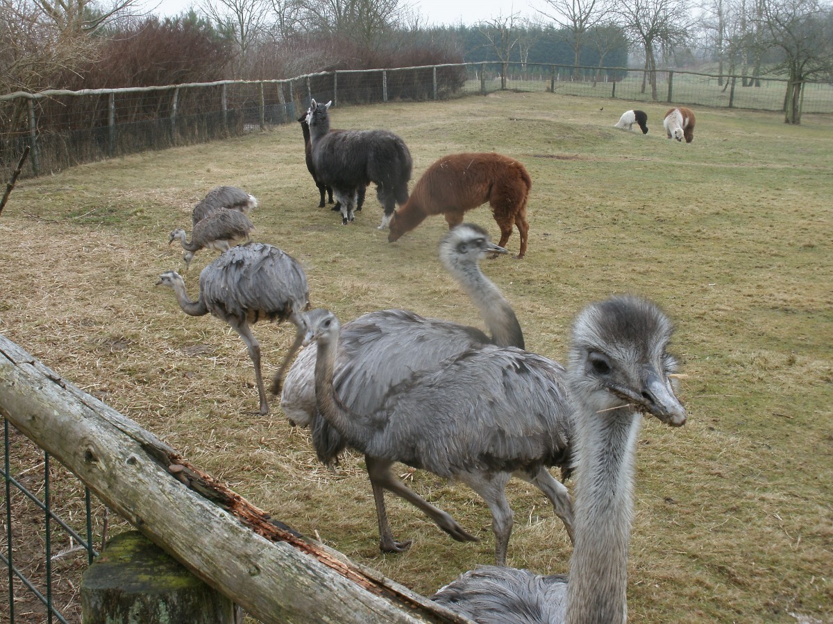 Eigentlich wollte ich diese beiden Alpakas im Hintergrund fotografieren,aber die Nandu`s wollten,am 02.Mrz 2014,im Vogelpark Marlow unbedingt mit auf das Bild.