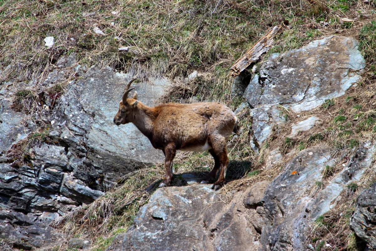 Eigentlich wollte ich Murmeltiere fotografieren. Aber diese waren zu faul um sich zu zeigen. Zu meine berraschung waren drei Steinbock Geien im Murmelirevier. Fionnay, 10.04.2021