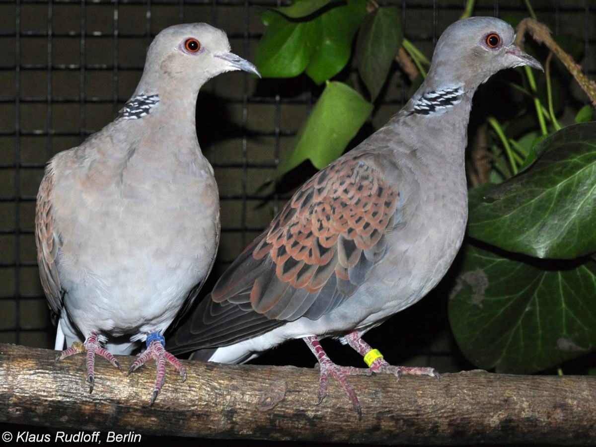 Eigentliche Turteltaube (Streptopelia turtur) auf der Landesvogelschau Recklinghausen (Januar 2014).