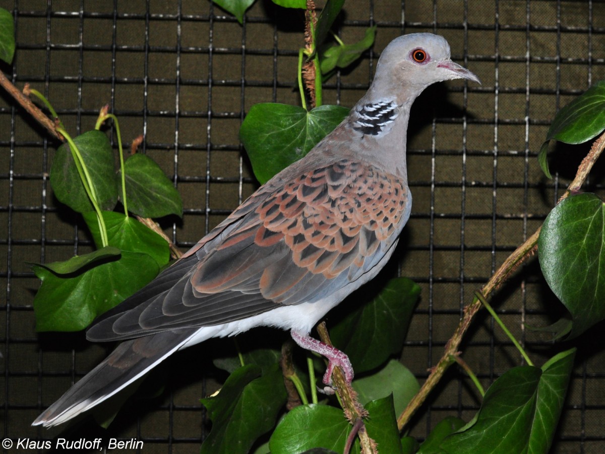 Eigentliche Turteltaube (Streptopelia turtur) auf der Landesvogelschau Recklinghausen (Januar 2014).