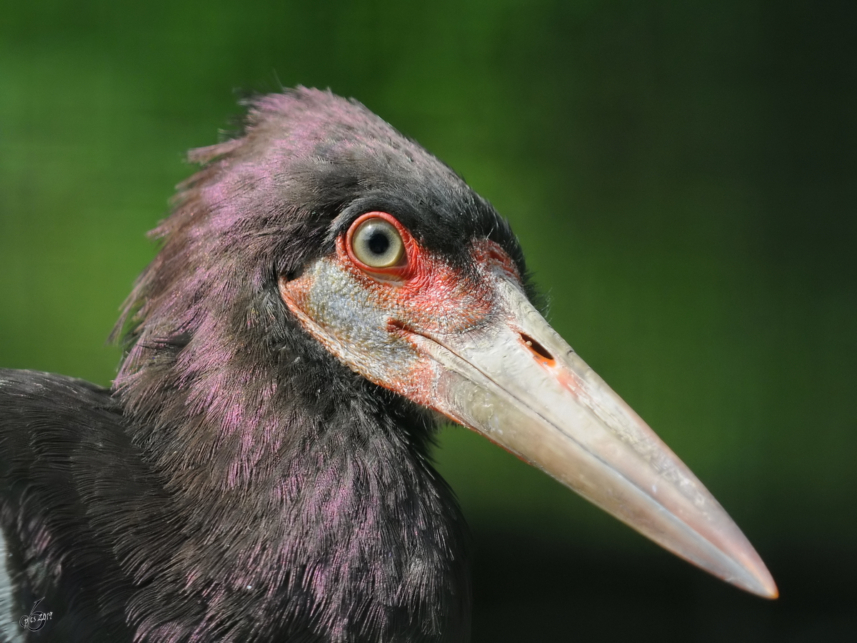 Ein Abdim- oder auch Regenstorch Anfang Juli 2010 im Zoo Schwerin.