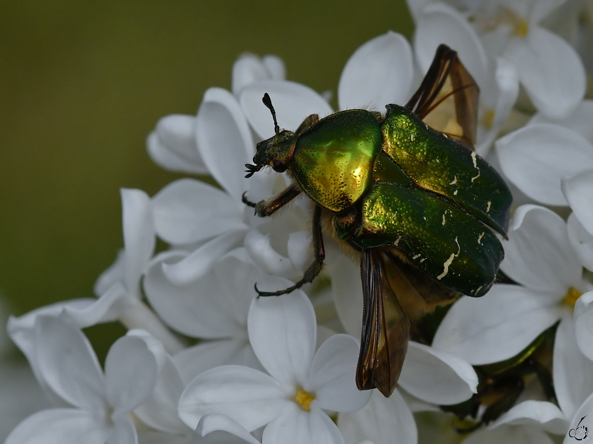 Ein abflugbereiter Rosenkfer im Flieder. (Hattingen, Mai 2017)