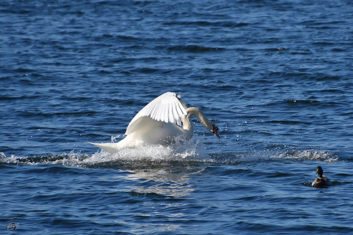 Ein abrupter Startabbruch und der Schwan sinkt wieder ins kalte Wasser. (Priwall, April 2019)