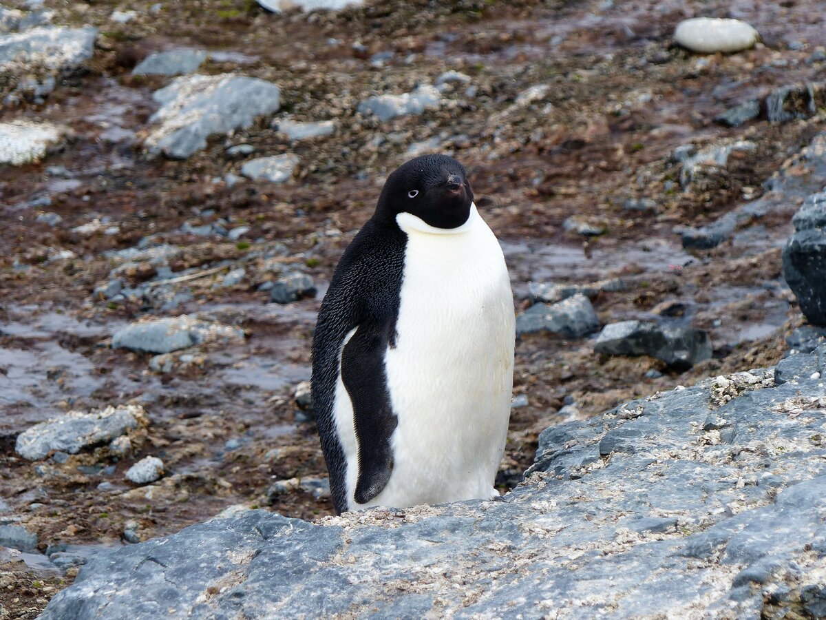 Ein Adeliepinguin (Pygoscelis adeliae) auf Half Moon Island ( South Shetland Islands-Antarktica ) am 7.1.2022