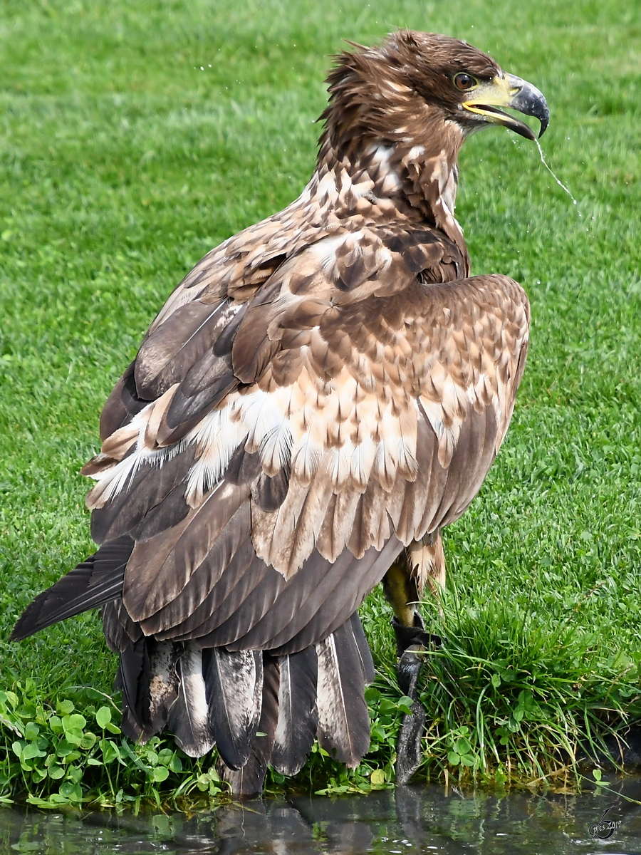 Ein Adler in der Adlerarena. (Burgruine Landskron Villach, August 2019)
