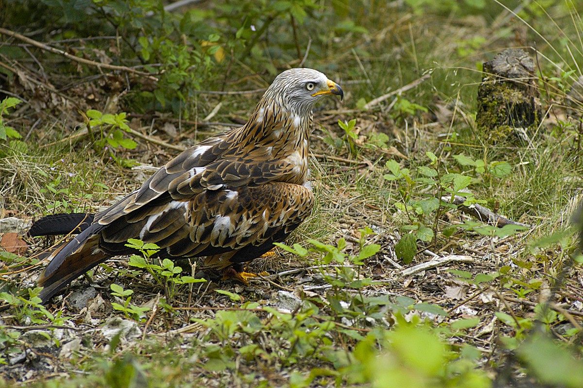 Ein Adler in Adlerwarte Berlebeck in Westfalen. Aufnahme: Juli 2007.