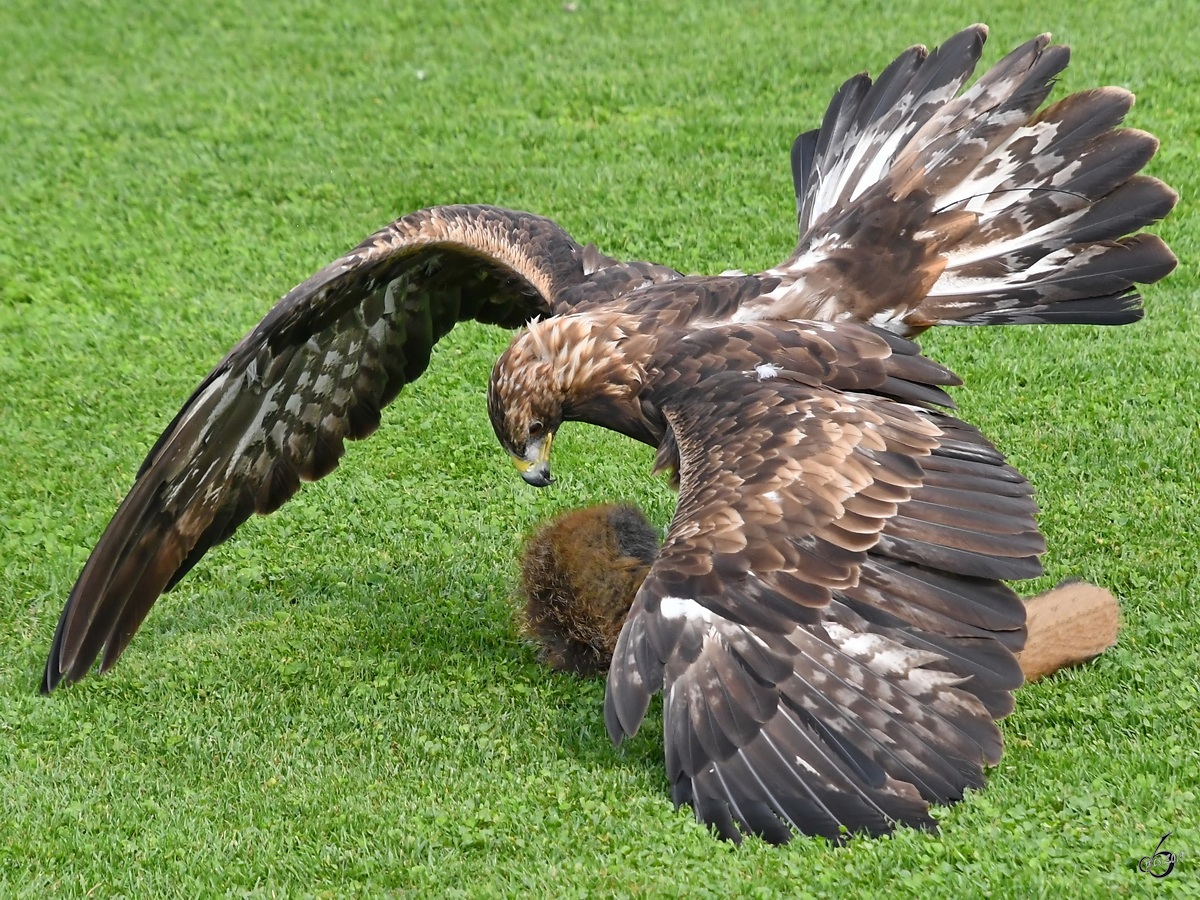 Ein Adler auf der Jagd. (Burgruine Landskron Villach, August 2019)