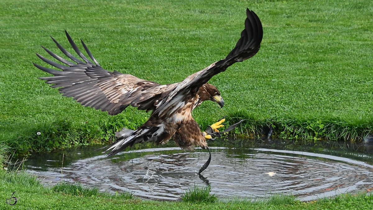 Ein Adler auf der Jagd. (Burgruine Landskron Villach, August 2019)