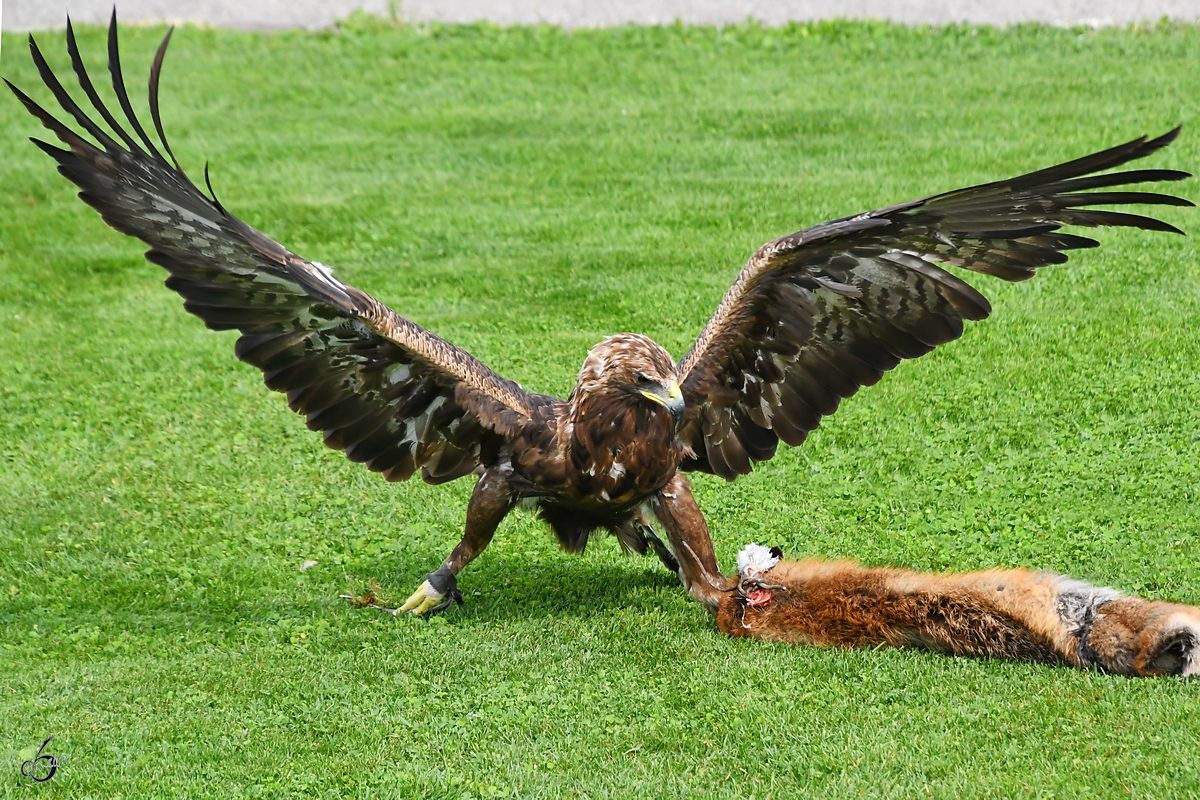 Ein Adler auf der Jagd. (Burgruine Landskron Villach, August 2019)