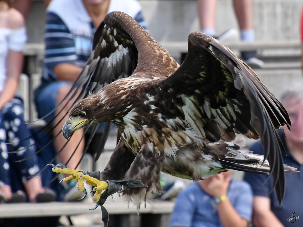 Ein Adler in der in der Adlerarena der Burgruine Landskron. (Villach, August 2019)