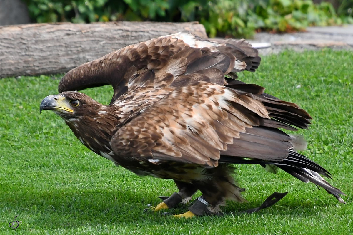 Ein Adler kurz nach der Landung in der Adlerarena auf der Burgruine Landskron. (Villach, August 2019)