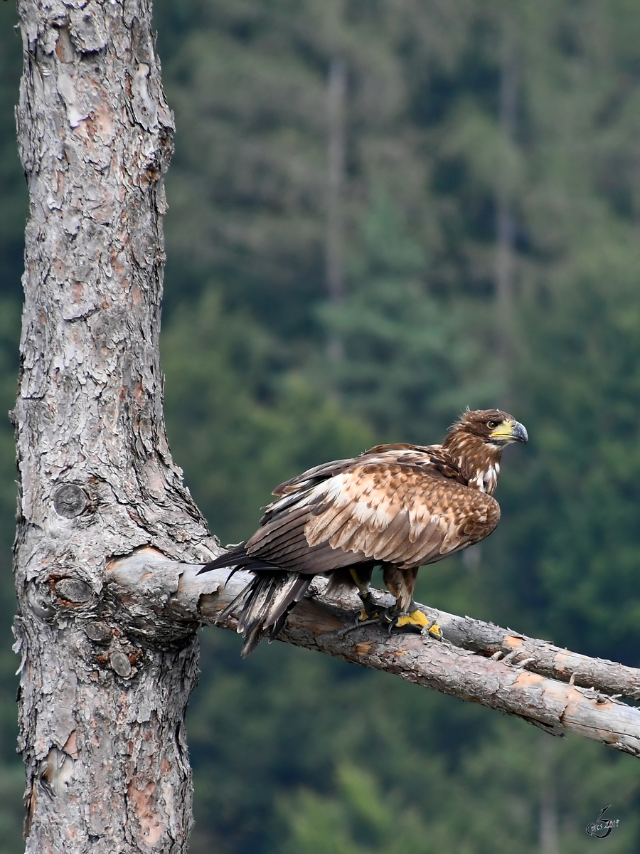 Ein Adler in der Nhe der Burgruine Landskron. (Villach, August 2019)