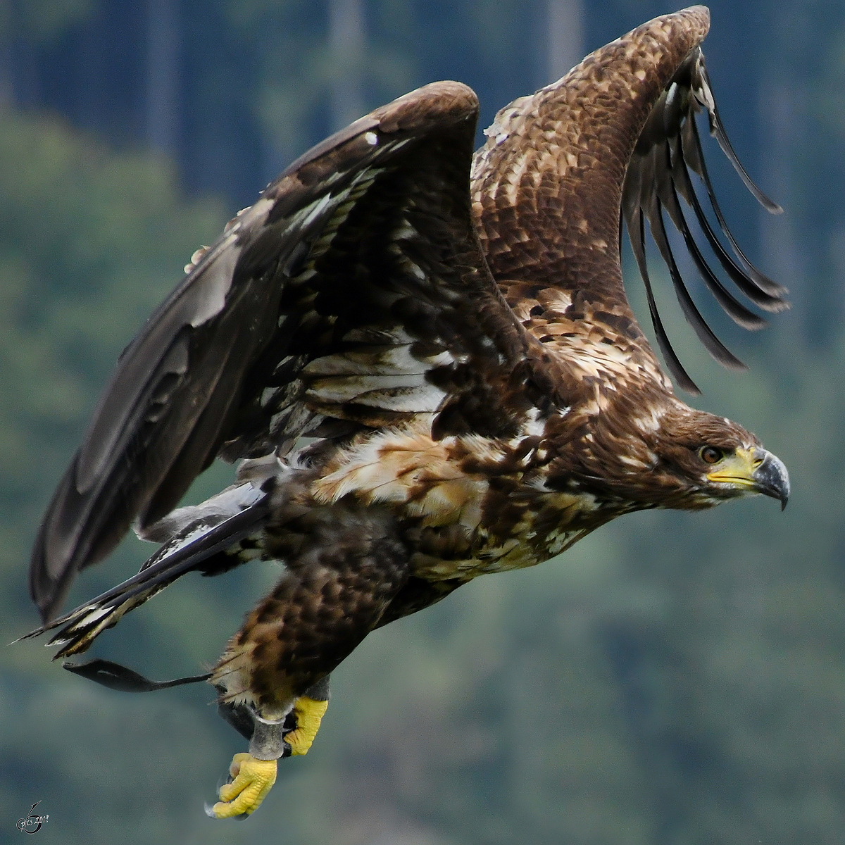 Ein Adler in der Nhe der Burgruine Landskron. (Villach, August 2019)