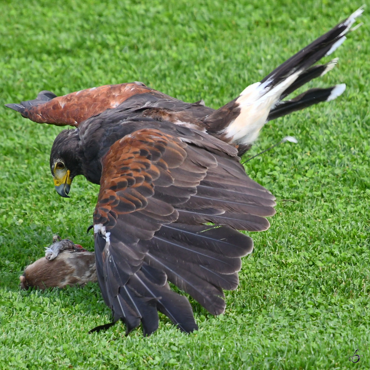 Ein Adler whrend einer Greifvogel-Show auf der Burgruine Landskron. (Villach, August 2019)