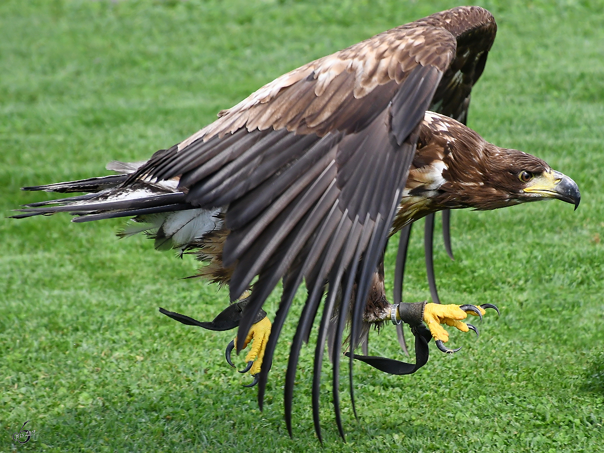 Ein Adler whrend der Landung in der Adlerarena auf der Burgruine Landskron. (Villach, August 2019)