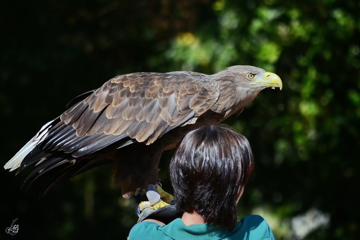 Ein Adler wartet auf seinen Einsatz während der nun folgenden Flugvorführung. (Zoo Madrid, Dezember 2010)