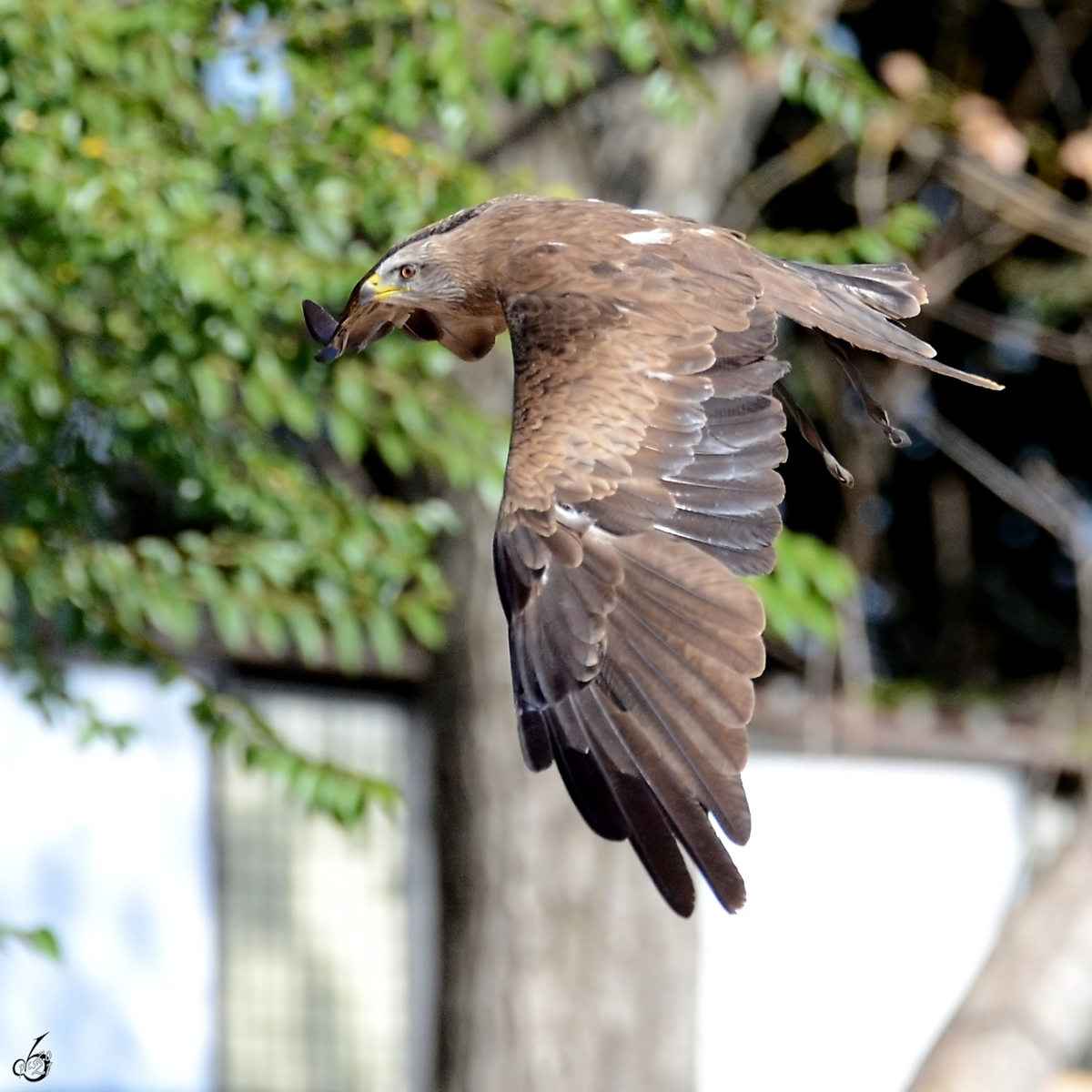 Ein Adler zieht seine Kreise im Zoo Madrid. (Dezember 2010)