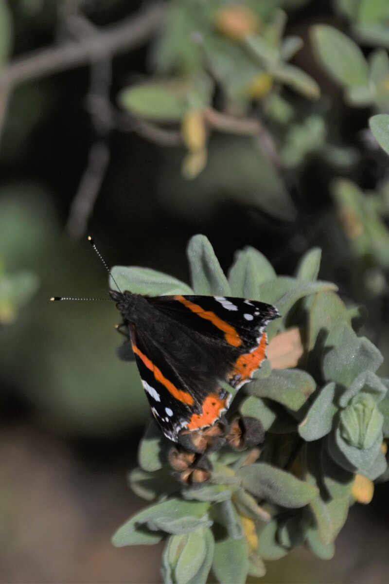 ein Admiral genannter Schmetterling auf dem 411 m hohen Cerro de São Miguel  (PORTUGAL - Moncarapacho, 21.02.2020)