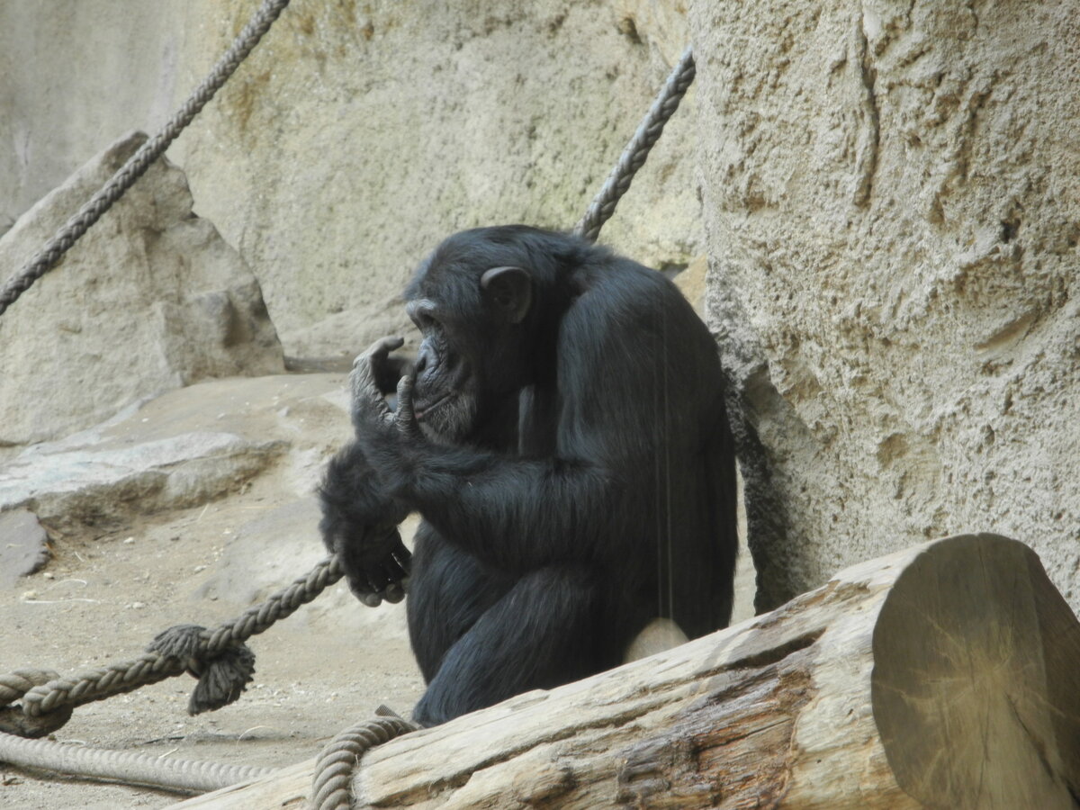 Ein älterer Westafrikanischer Schimpanse (Pan troglodytes verus) im Zoo Leipzig, 12.6.20