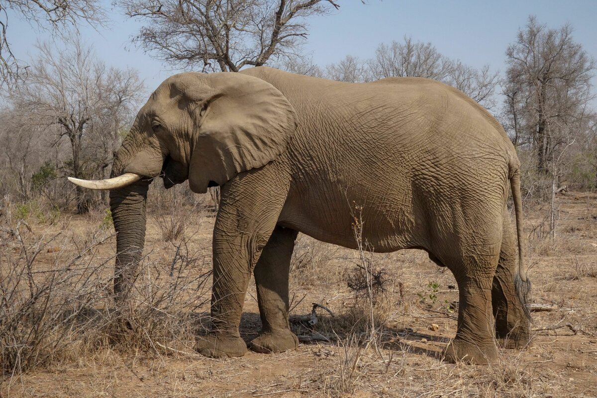 ein Afrikanischer Elefant im August 2018 in Krger Nationalpark