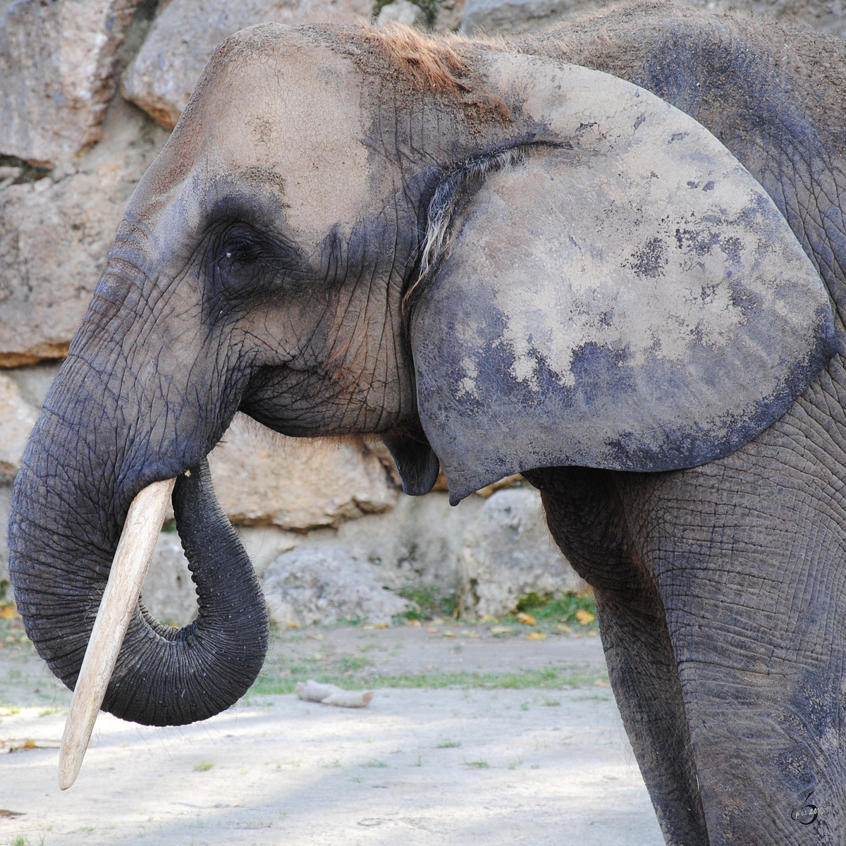 Ein Afrikanischer Elefant im Tiergarten Schnbrunn. (Wien, November 2010)