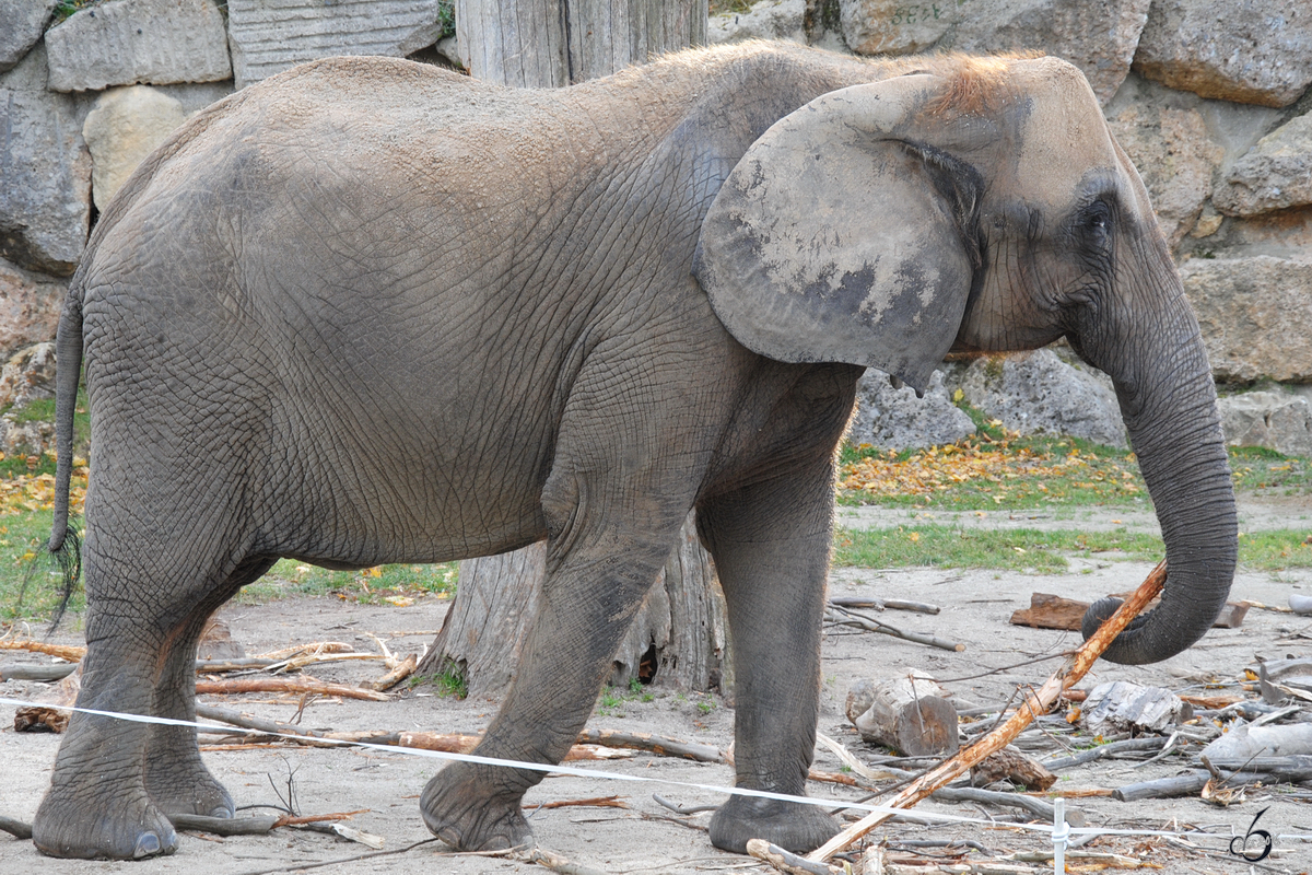 Ein Afrikanischer Elefant im Tiergarten Schnbrunn. (Wien, November 2010)
