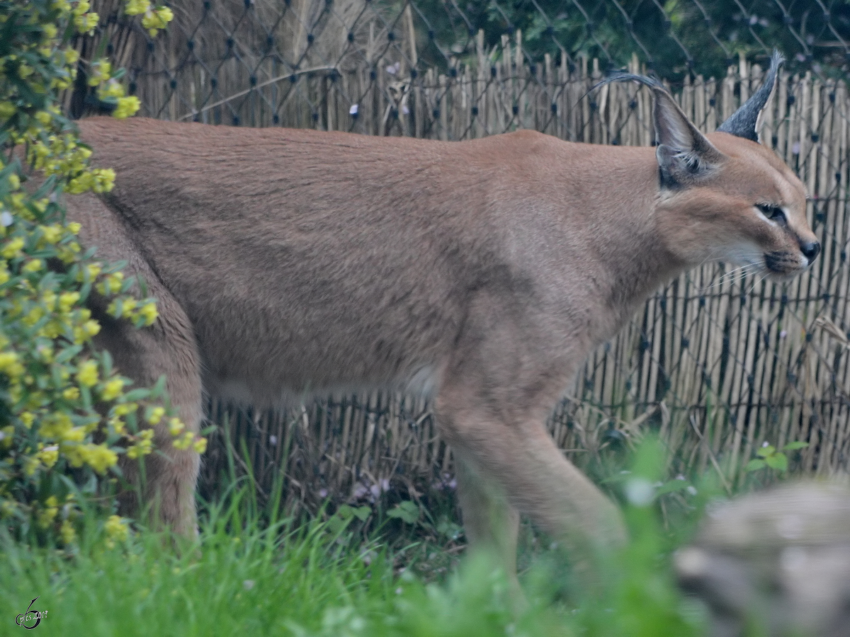 Ein Afrikanischer Karakal war Anfang April 2017 im Zoo Dresden zu sehen. 