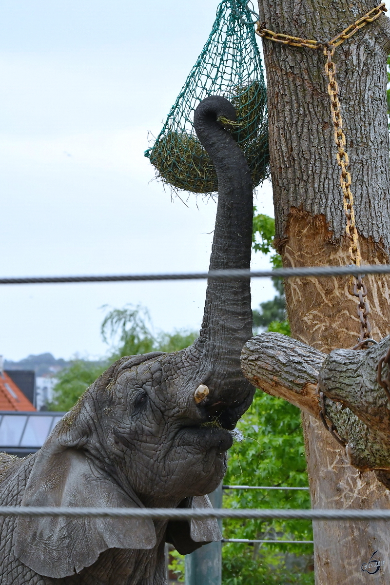 Ein Afrikanischer Steppenelefant Anfang Juni 2018 im Zoo Aalborg.