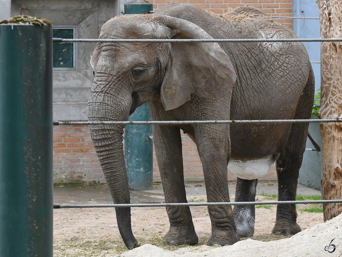 Ein Afrikanischer Steppenelefant Anfang Juni 2018 im Zoo Aalborg.