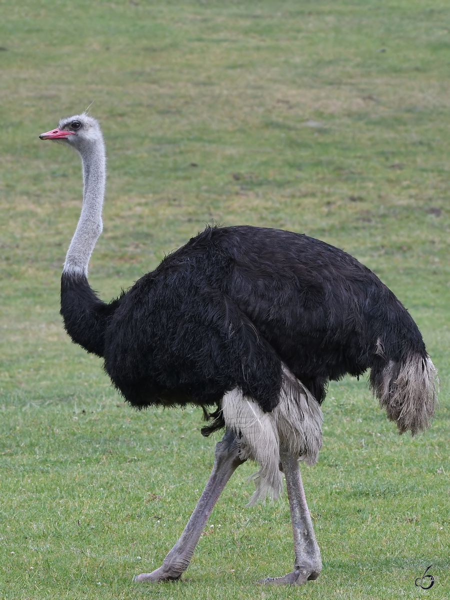 Ein Afrikanischer Strau Anfang Juni 2018 im Zoo Aalborg.