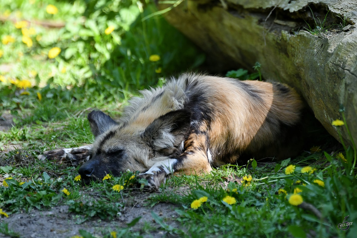 Ein Afrikanischer Wildhund dst in der Mittagssonne. (Zoo Berlin, April 2018)