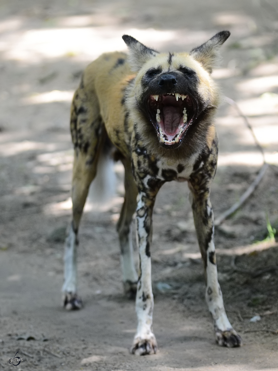 Ein Afrikanischer Wildhund fletscht die Zhne. (Zoo Duisburg, Juli 2013)