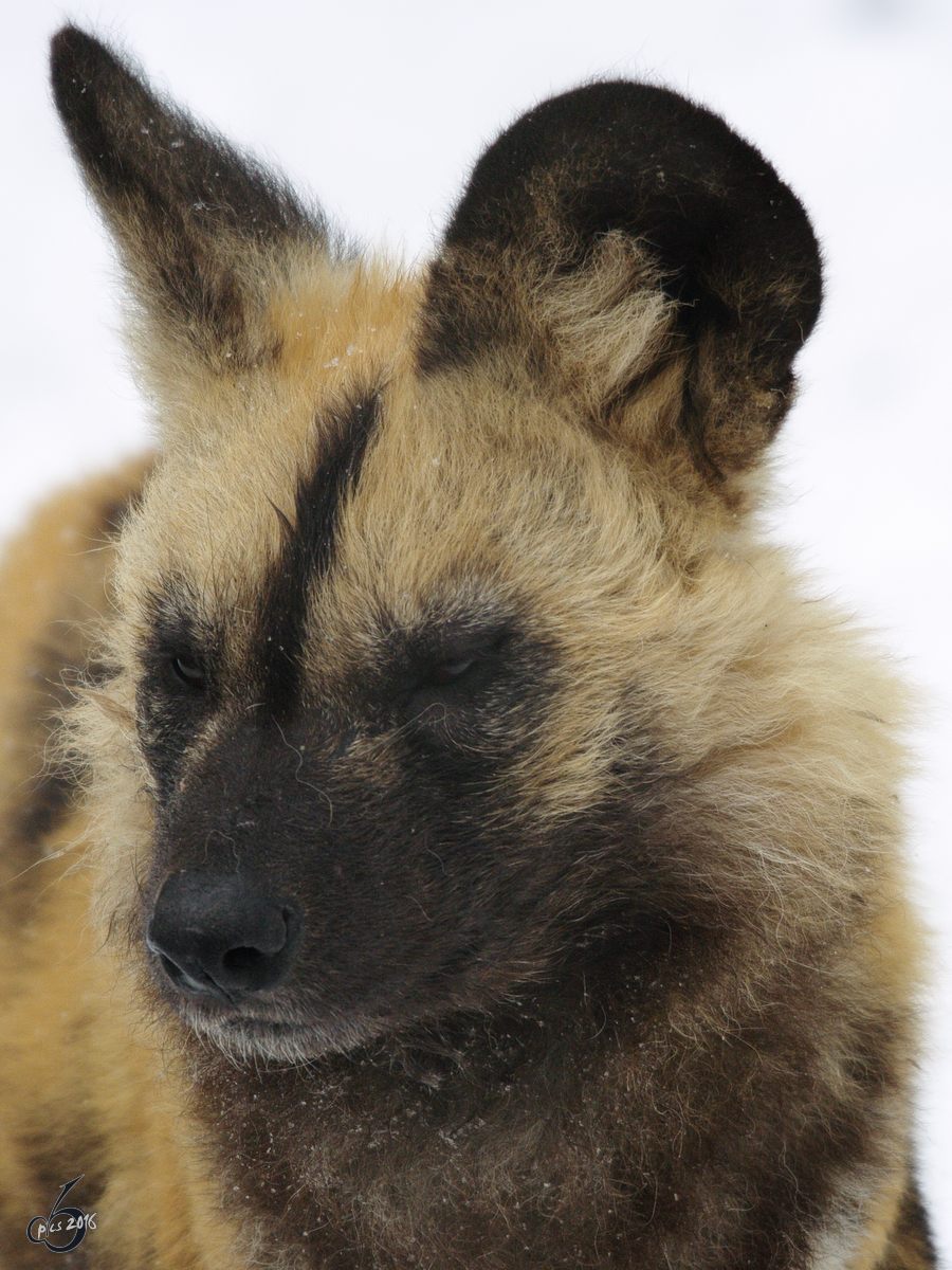 Ein Afrikanischer Wildhund im Portrait