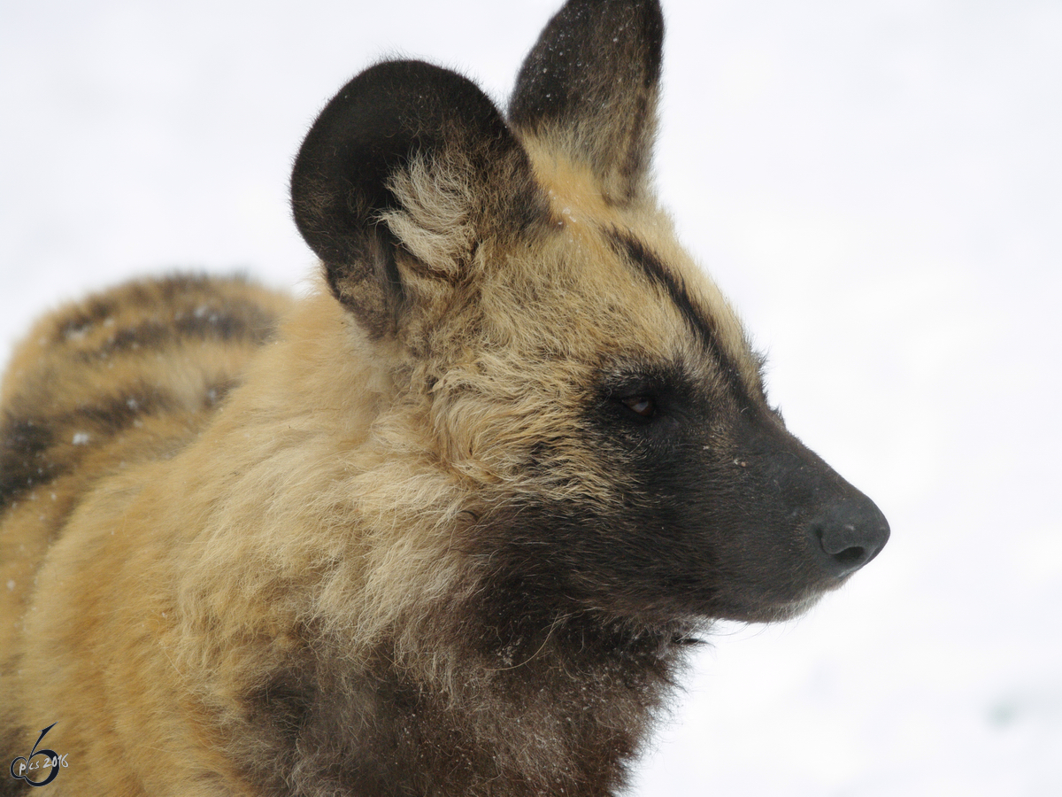 Ein Afrikanischer Wildhund im Portrait 