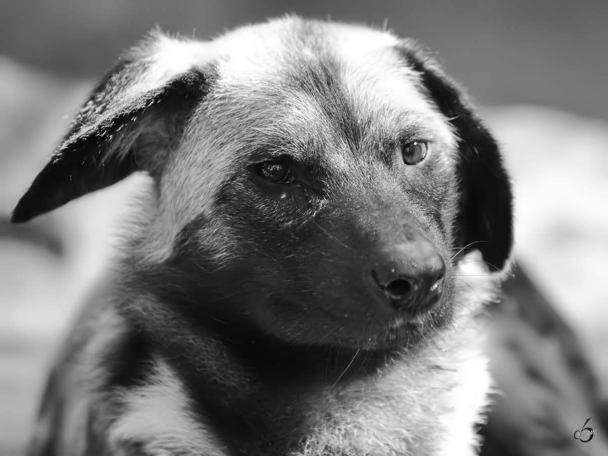 Ein Afrikanischer Wildhund im Portrait. (Zoo Duisburg, Juli 2013)