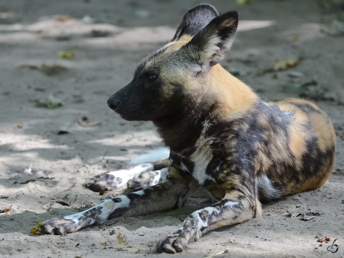 Ein Afrikanischer Wildhund im Zoo Duisburg. (September 2011)