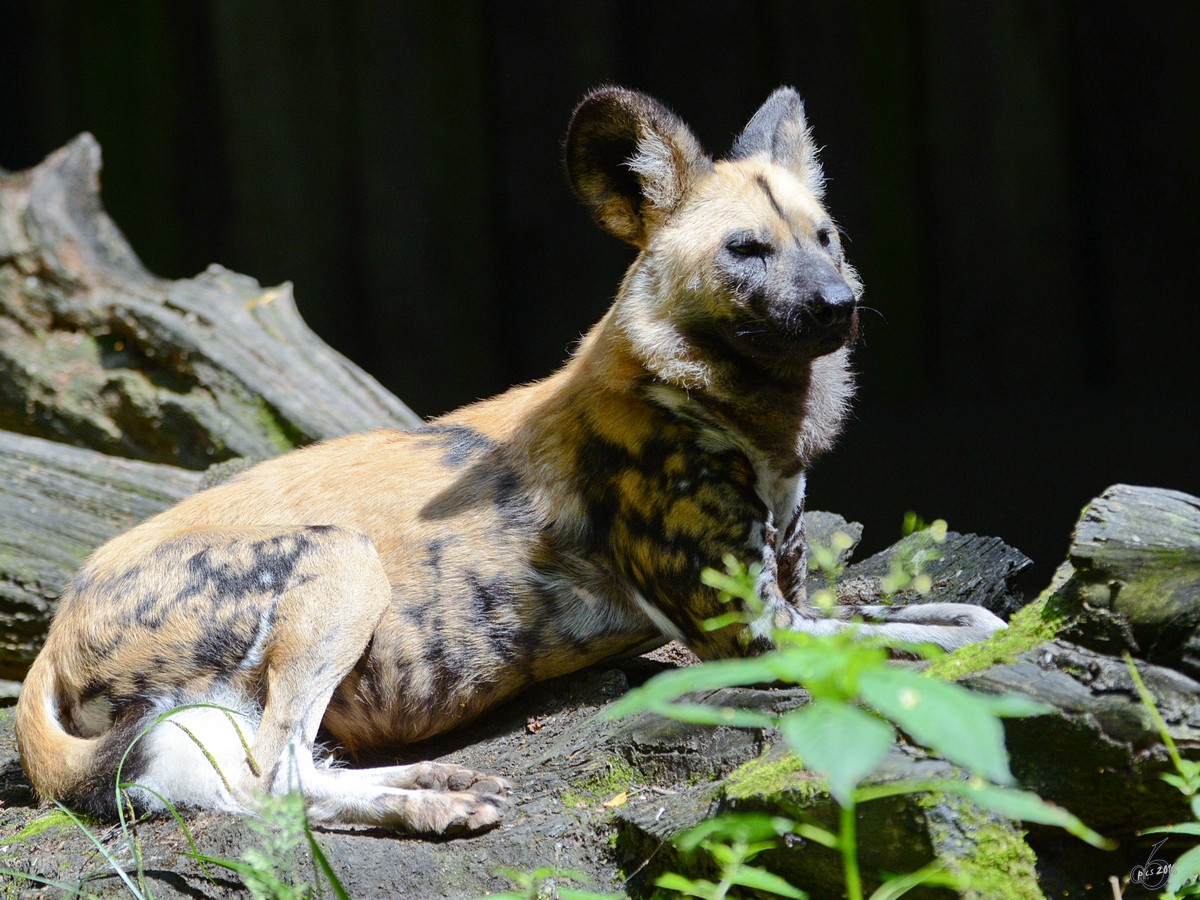 Ein Afrikanischer Wildhund im Zoo Duisburg. (Juli 2013)