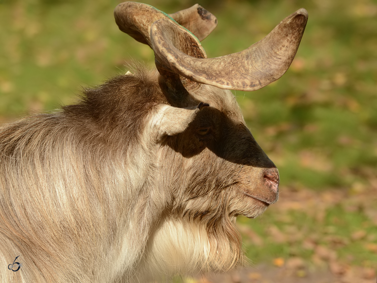 Ein afrikanischer Zwergziegenbock im Zoo Safaripark Stukenbrock. (Oktober 2014)