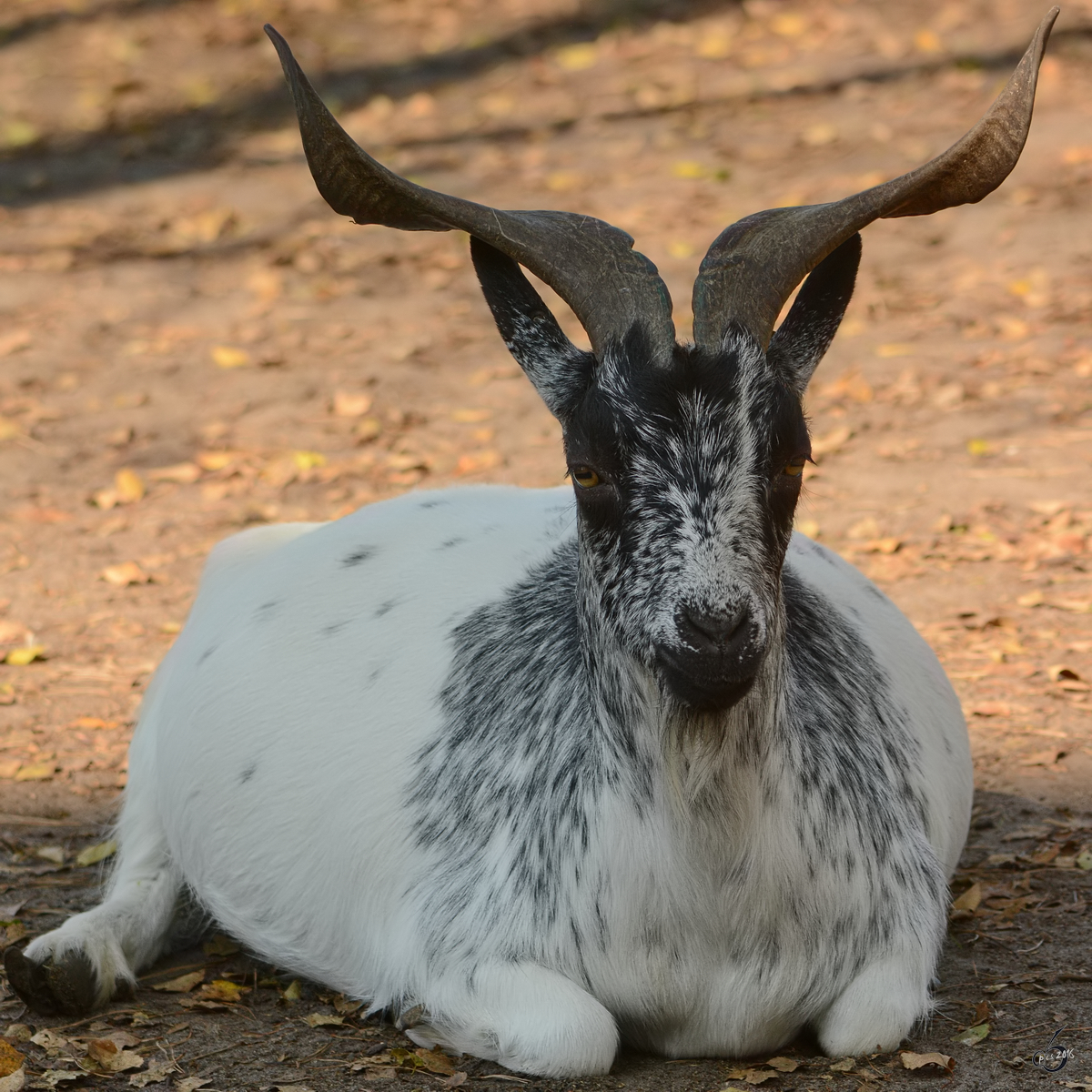 Ein afrikanischer Zwergziegenbock im Zoo Safaripark Stukenbrock. (Oktober 2014)