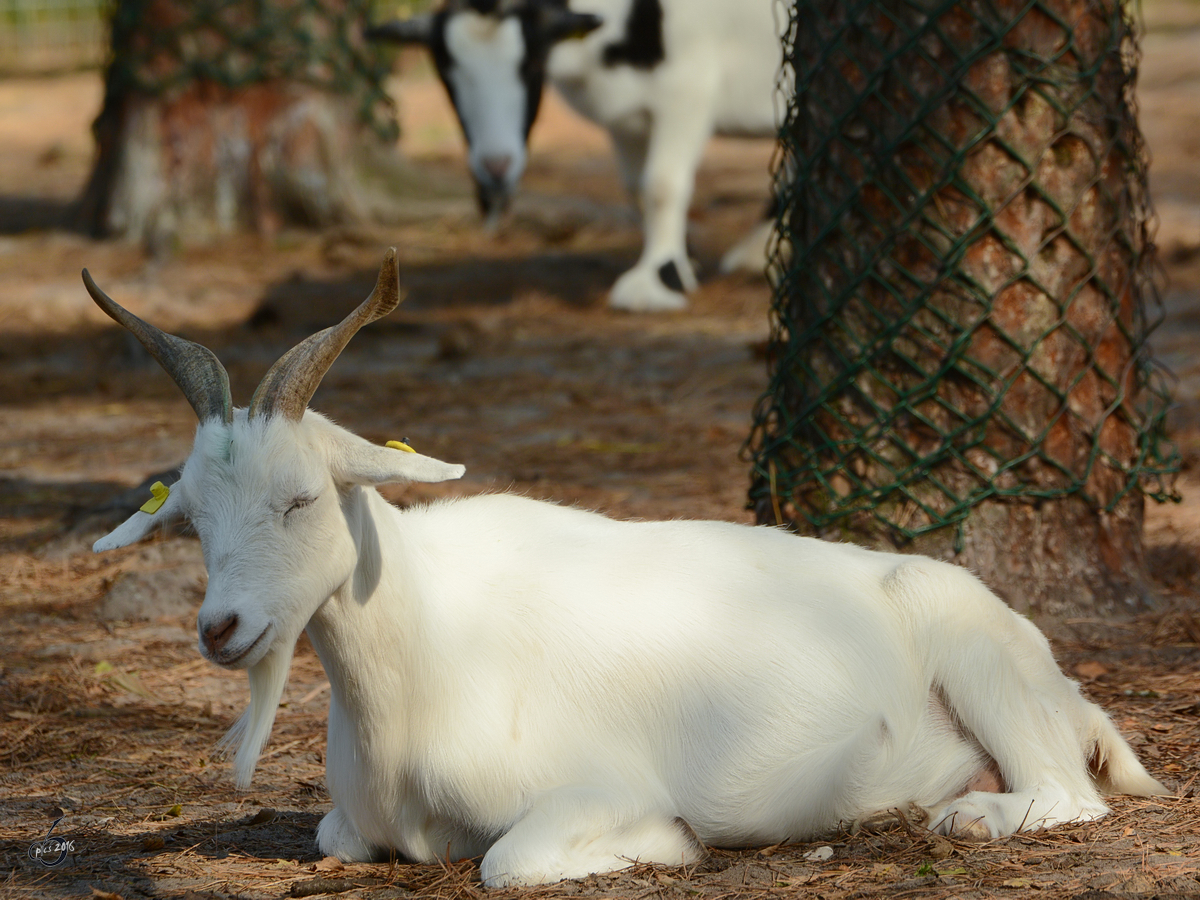 Ein afrikanischer Zwergziegenbock im Zoo Safaripark Stukenbrock. (Oktober 2014)