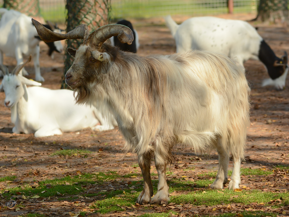 Ein afrikanischer Zwergziegenbock im Zoo Safaripark Stukenbrock. (Oktober 2014)