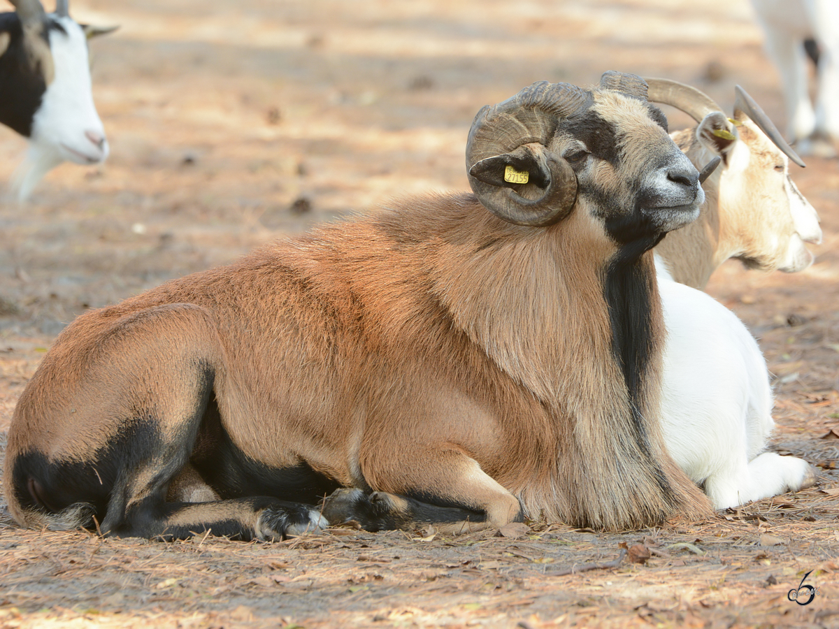 Ein afrikanischer Zwergziegenbock im Zoo Safaripark Stukenbrock. (Oktober 2014)