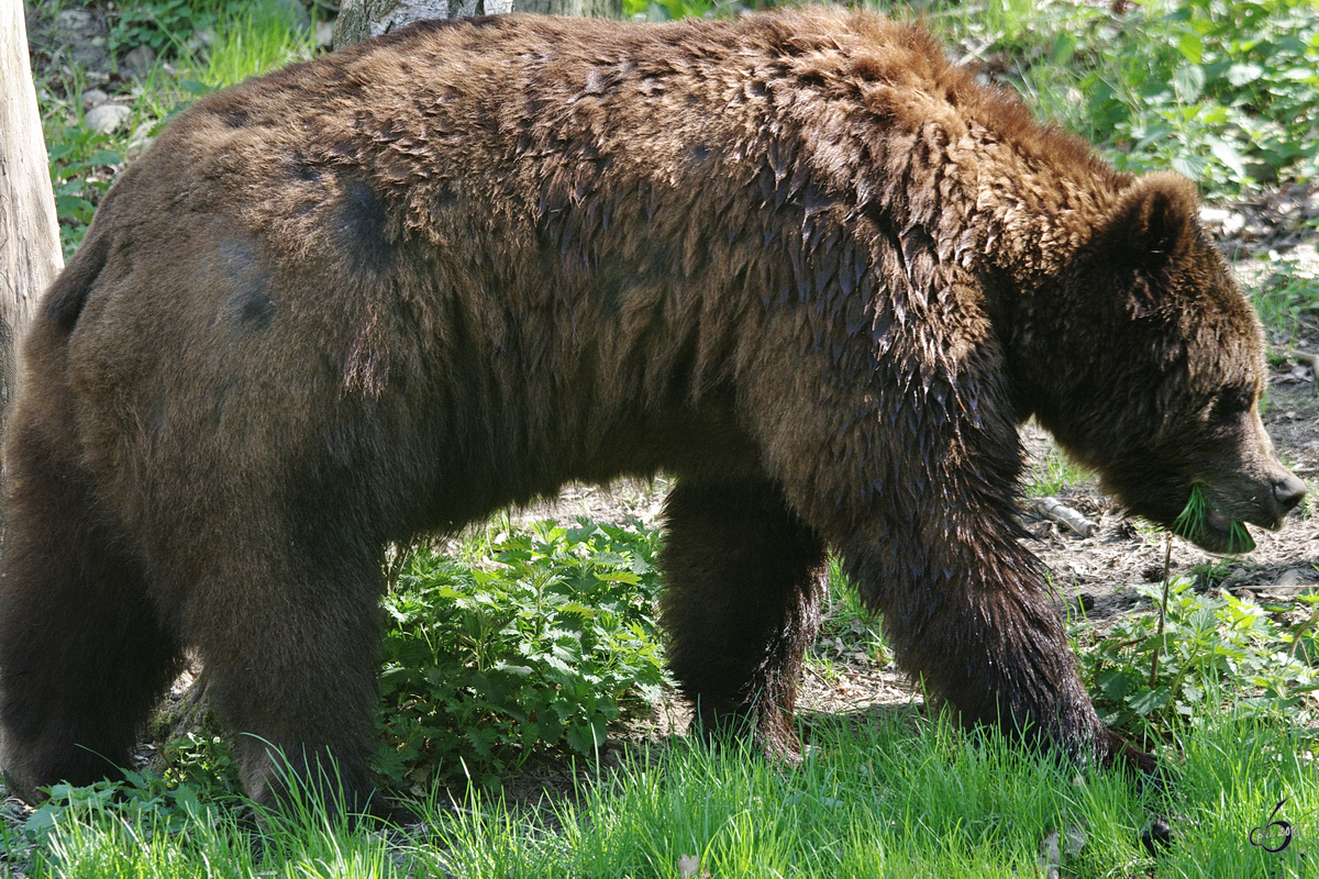 Ein allem Anschein nach veganer Braunbr. (Gstrow, April 2009)