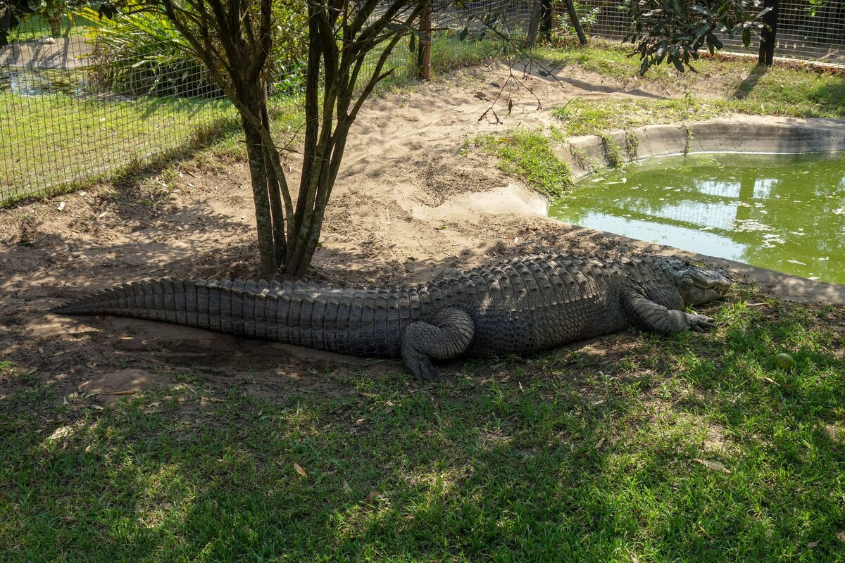 ein Alligator im Krger Nationalpark im August 2018 und ruht sich aus