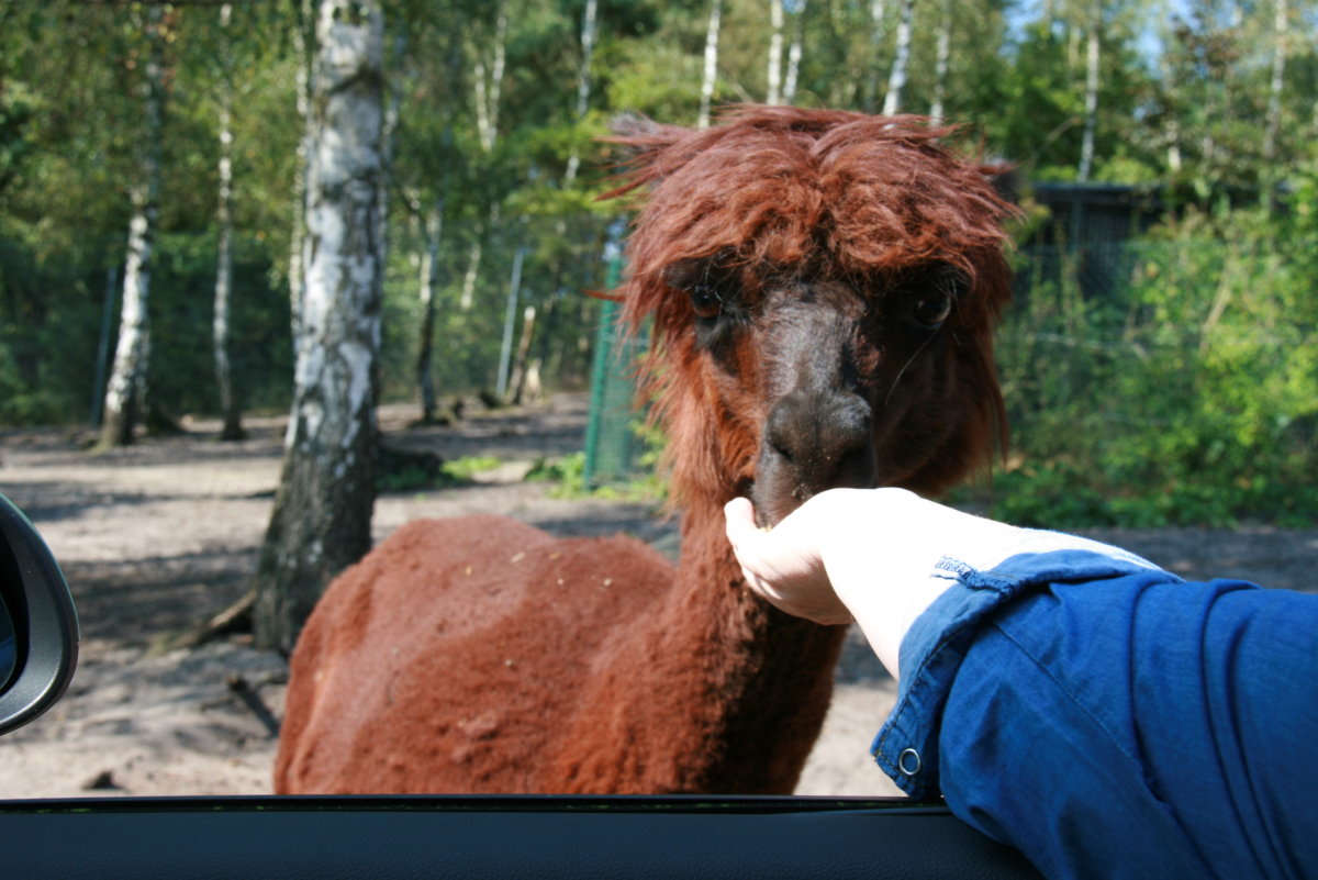 Ein Alpaka steht neben unserem Auto und frisst aus der Hand meine Frau. Serengeti-Park Hodenhagen, 03.09.2014