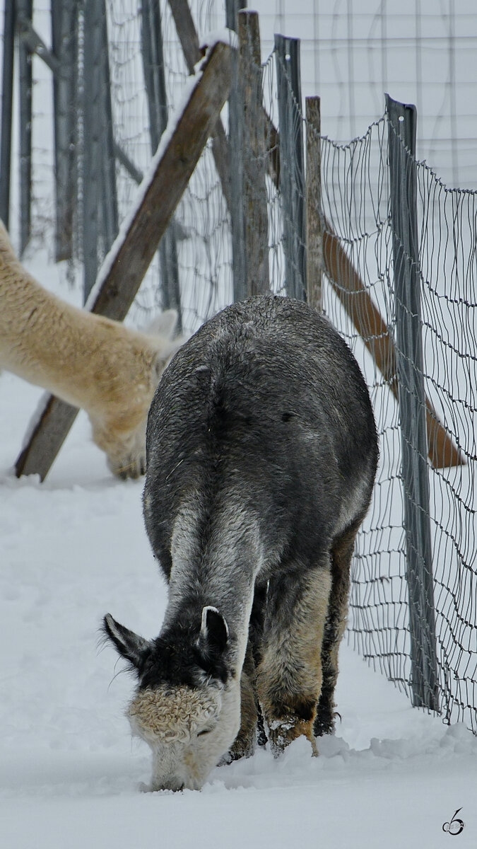 Ein Alpaka sucht im frischen Schnee nach Nahrung, so gesehen Ende November 2023 in Pfronten.