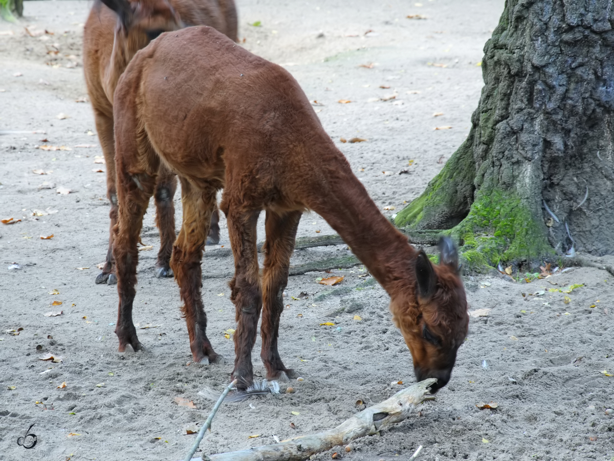 Ein Alpaka im Zoo Duisburg. (September 2010)