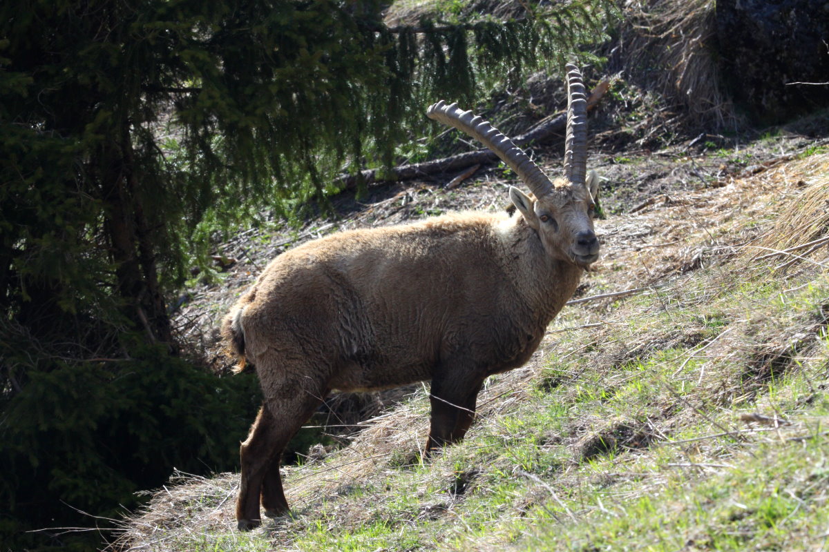 Ein Alpensteinbock in den Walliser Alpen bei Fionnay; 2404.2021
29.04.2021