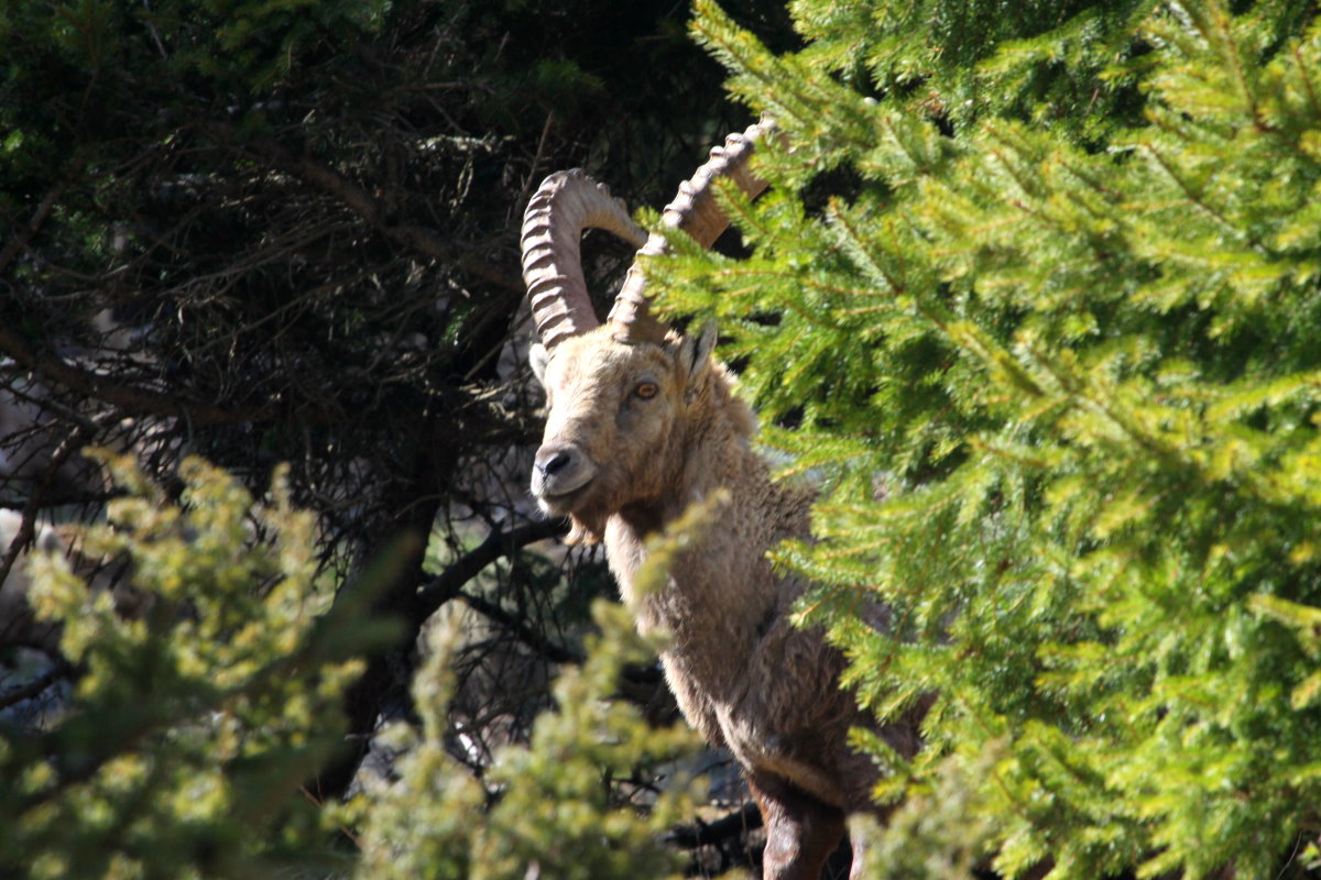 Ein Alpensteinbock in den Walliser Alpen bei Fionnay; 24.04.2021